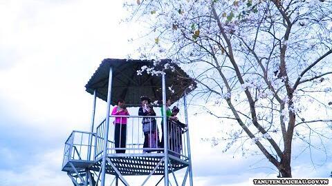 Du lịch đồi chè Phúc Khoa